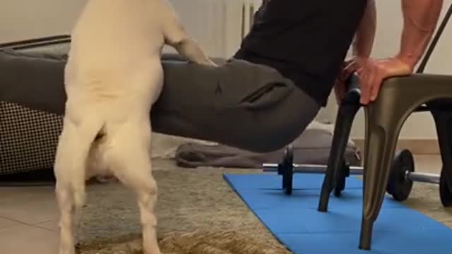 Baby Dogs 🐶 Cute and Funny Dog Videos Puppy Dogs Compilation