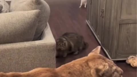 Cat Funny videos#😁😆 4 December 2023# shorts#Funny videos