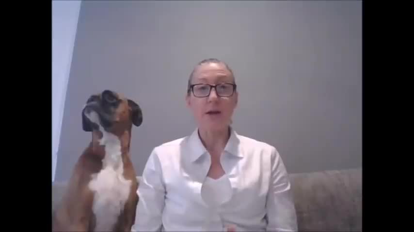 A Boxer Dog Interrupts a Classroom Lesson.