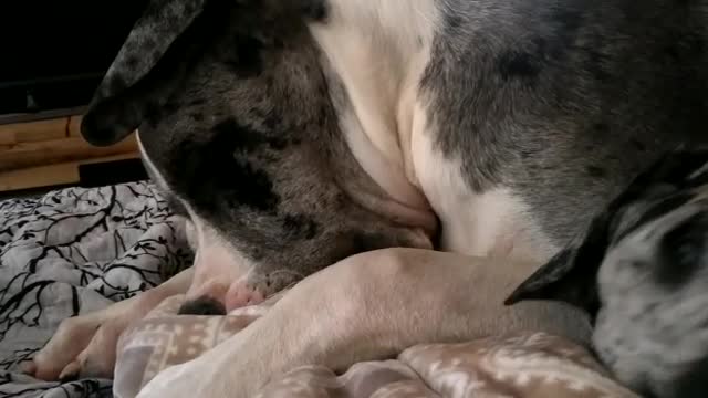 Grey spotted dog lays next to sleeping dog on the floor