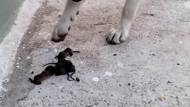 Dog