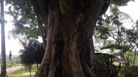 Banyan Tree