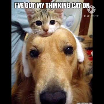 Try not to laugh || Funny cat || Shorts||