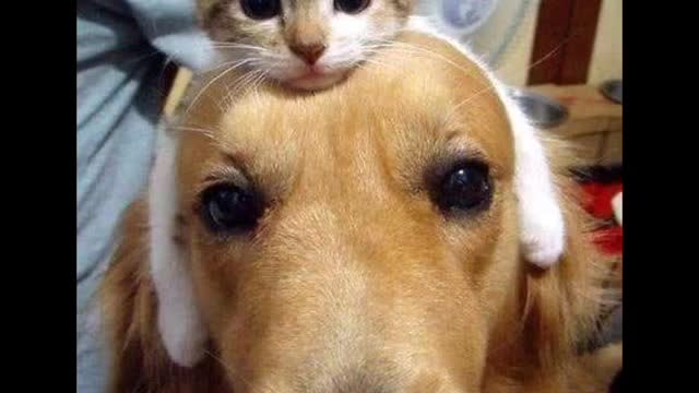 Try not to laugh || Funny cat || Shorts||