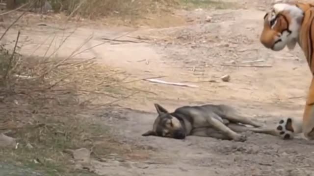 prank on street dog, hilarious moment capture on cam / funny video