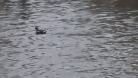 Moorhen On A Lake In Great Britain.