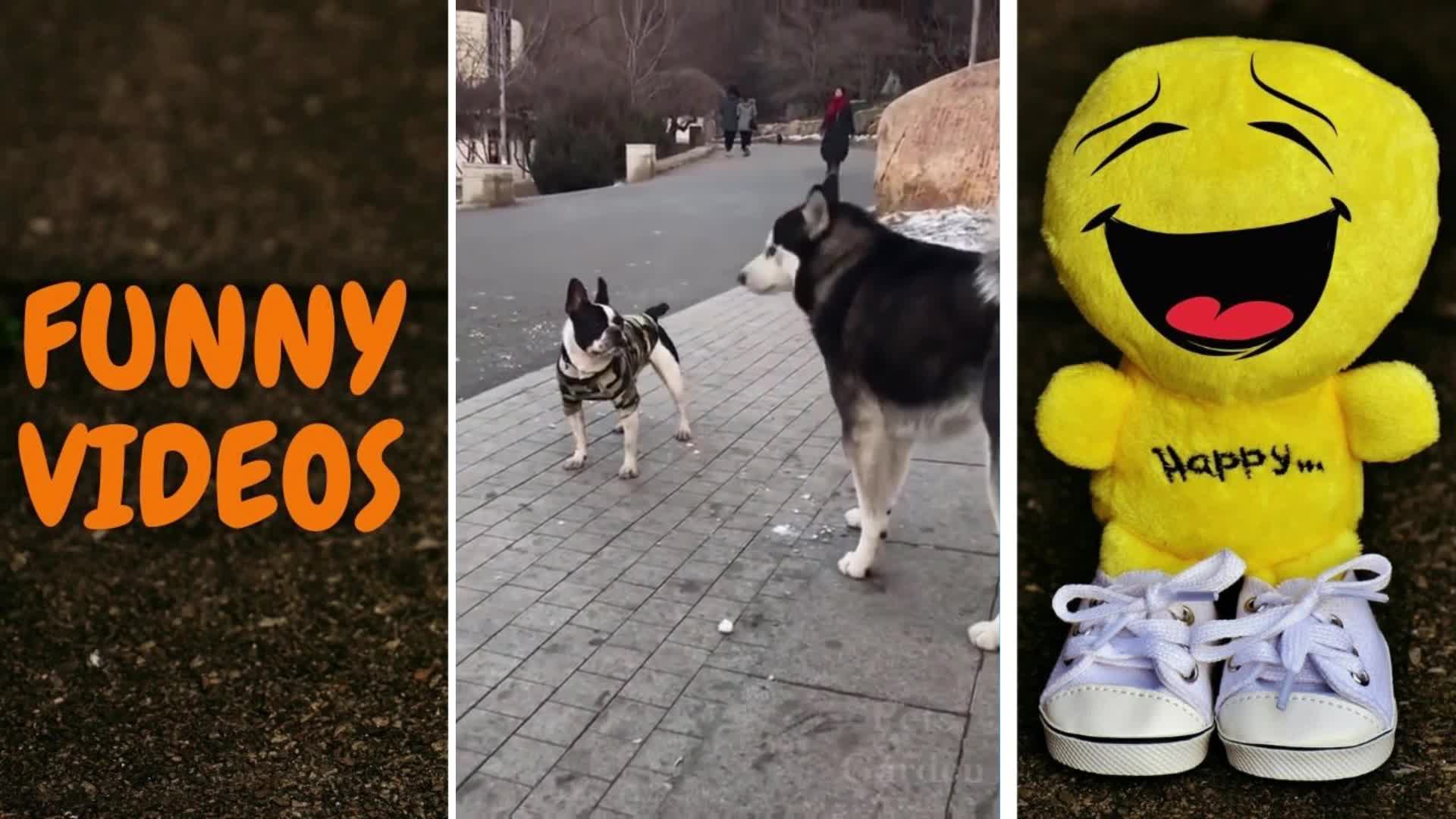 Funny Animal Video Compilation 08