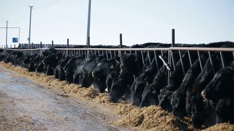 Cows are eating hay