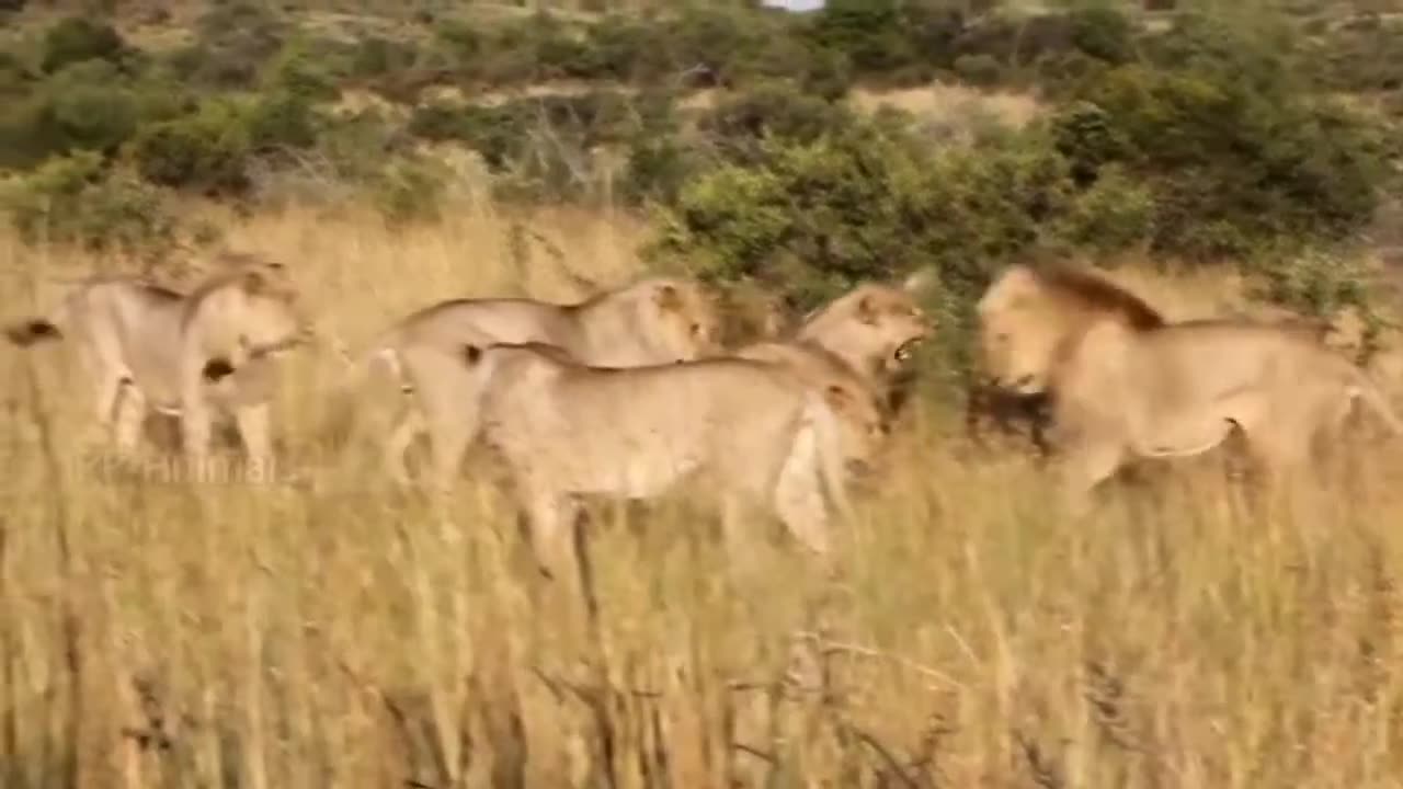 Male Lion, Fierce Battle To Protect Its Territory