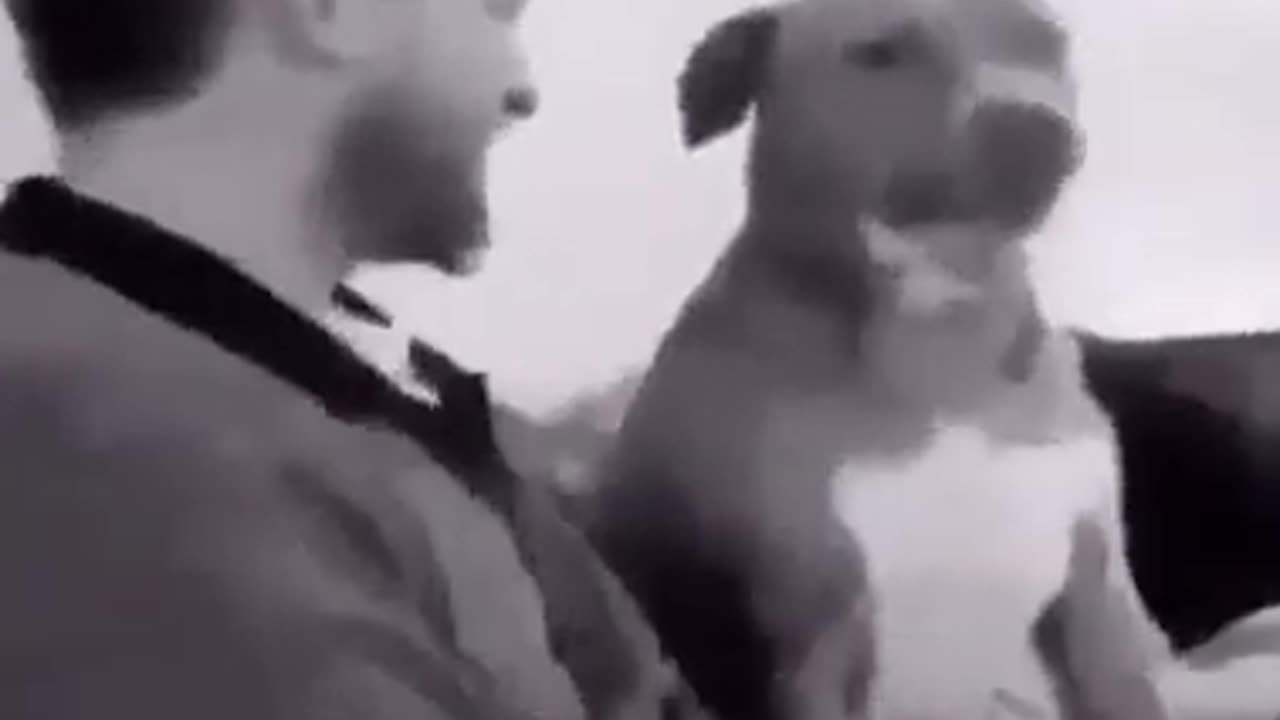 Ultimate dog 😎reaction in sigma rule#447