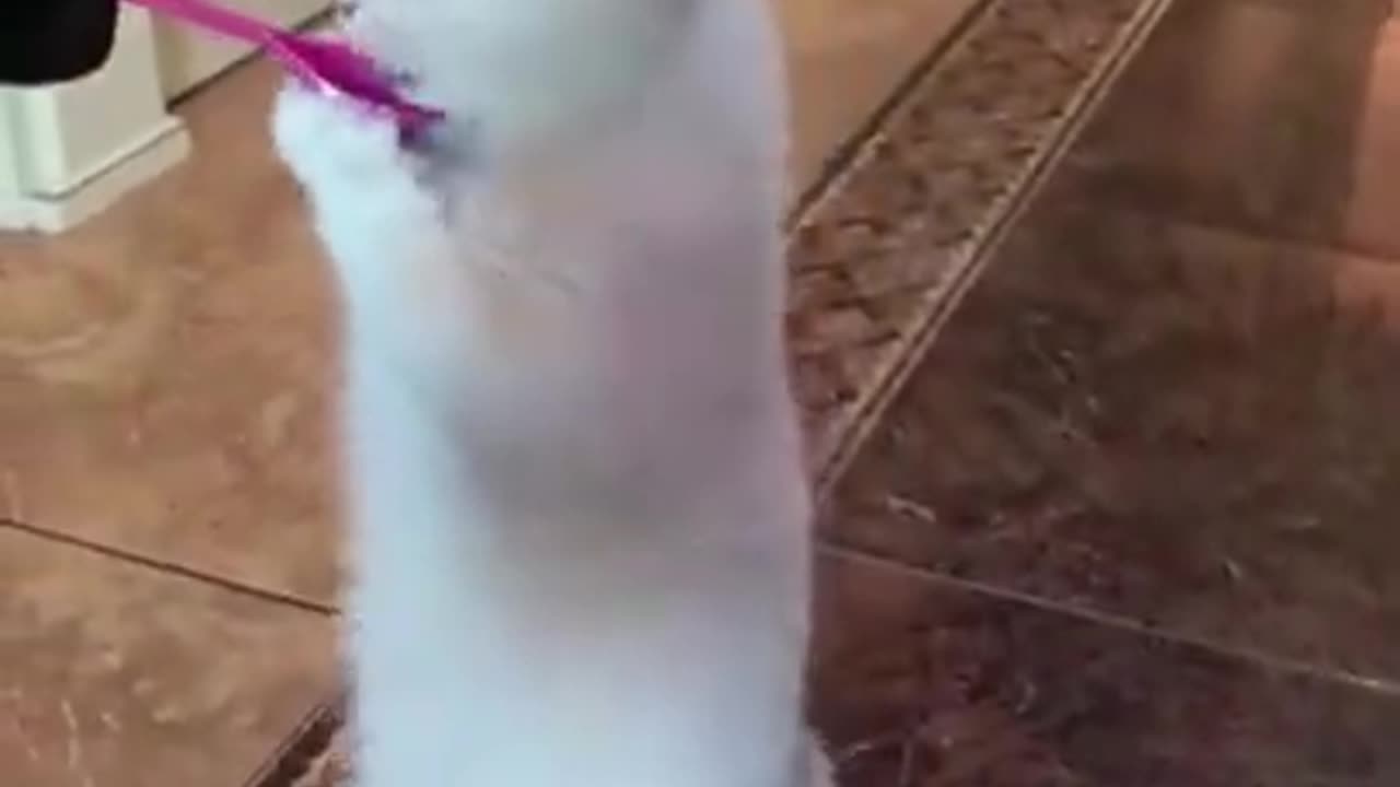 Funny animal video