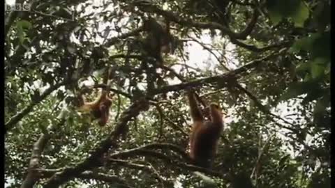 Orangutans Feeding in the Trees | Wild Indonesia | BBC Earth