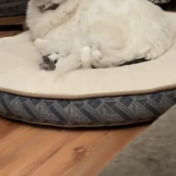 I know my dog did not just sit on the cat