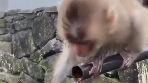 Little Monkey having some trouble