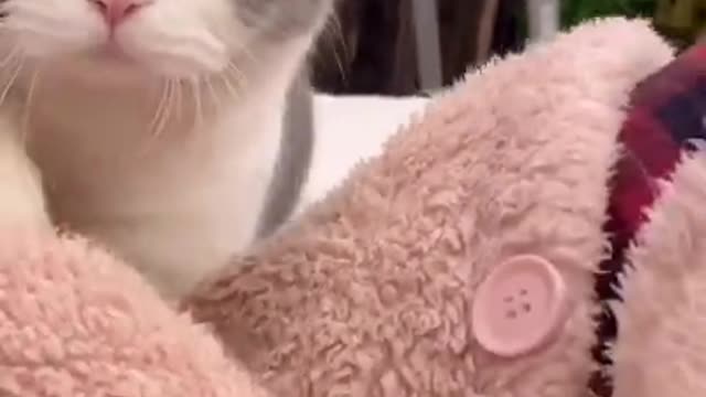 Cute cat screaming awesome