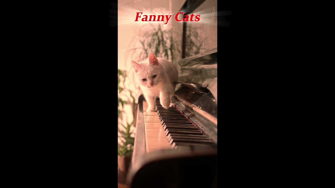 Cats Fanny Videos🥰Amazing for watching this video🌹Thank you🌹