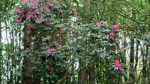 The healing garden