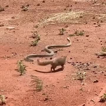 I like the mongoose better than the cobra