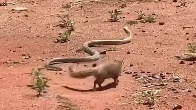 I like the mongoose better than the cobra