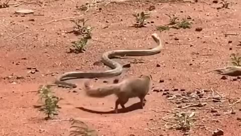 I like the mongoose better than the cobra