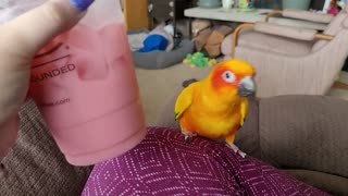 Bird Shakes Along to the Beat of an Icy Drink