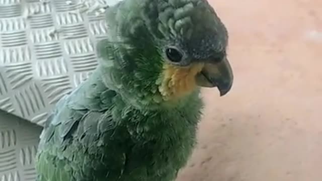 Amazing what this parrot does emitting other birds.