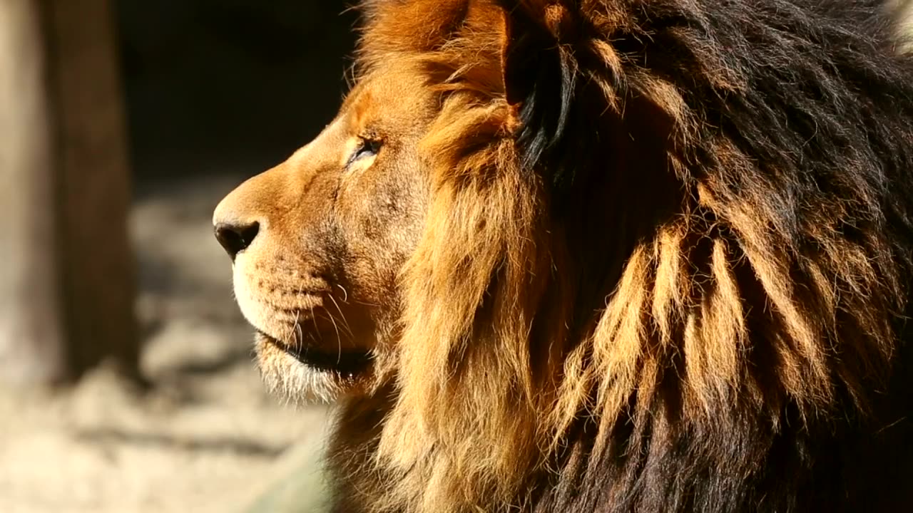 Lion head portrait in the sun