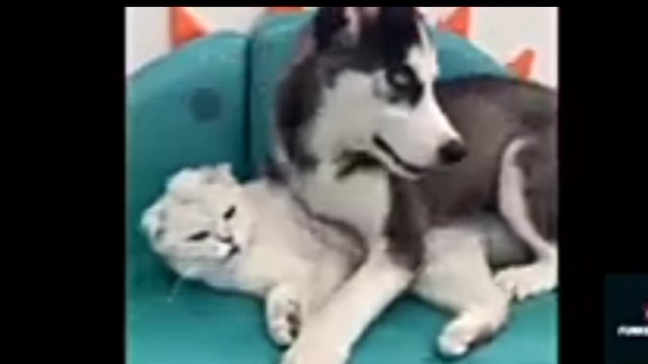 Naughty dog ​​will make you laugh