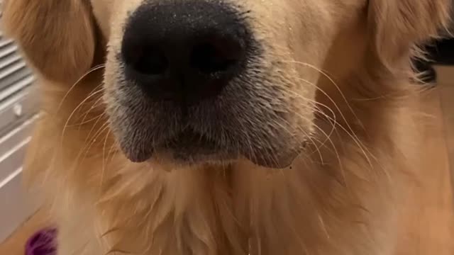 Little pup play in water blowing bubbles