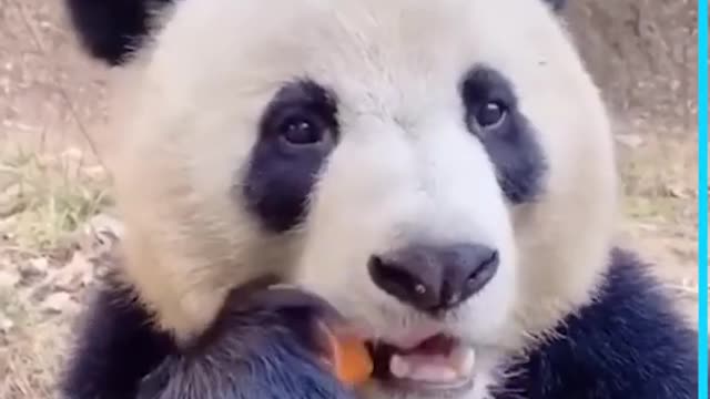 Cute panda