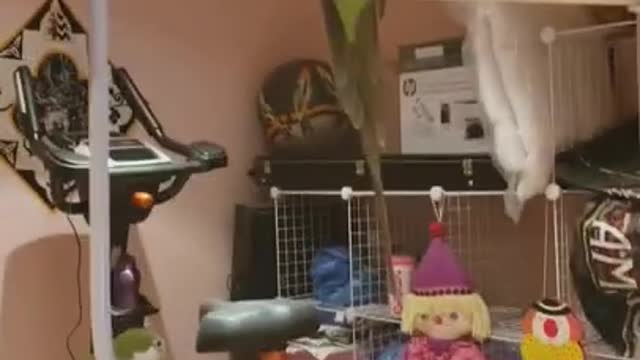 How to turn off a birb (Tutorial)