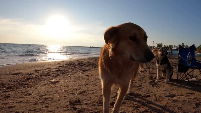 Cute Dogs are enjoying at the Beach side