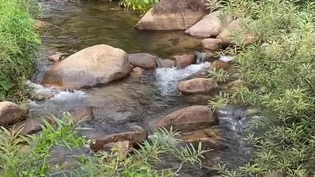 Nature Flower Water Title Video Background HD 1080p