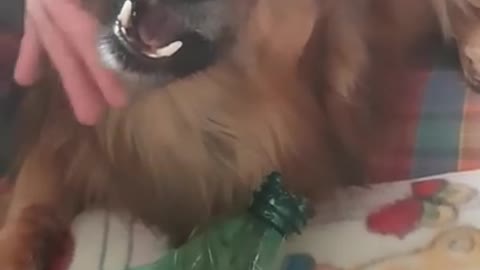 Funny angry la la dog video