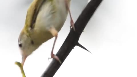Wildlife in closer view with a natural perspective.