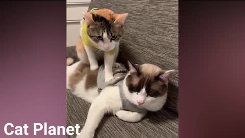 Cute and funny Cats video