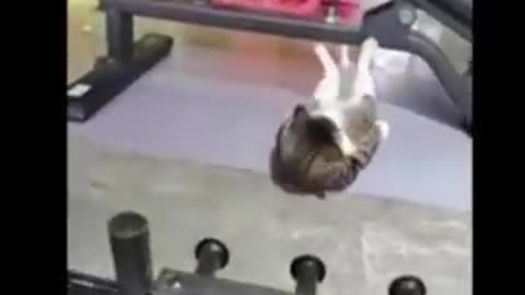 Cat funny 🤣 video 😅