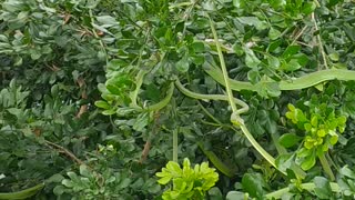 Tree Filled With Slithering Snakes