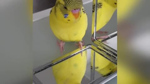 Talking Budgie