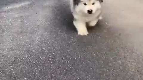 Funniest and Cutest Puppies, Funny Puppy Video 2022