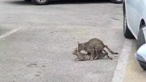 Funny cats having a good time