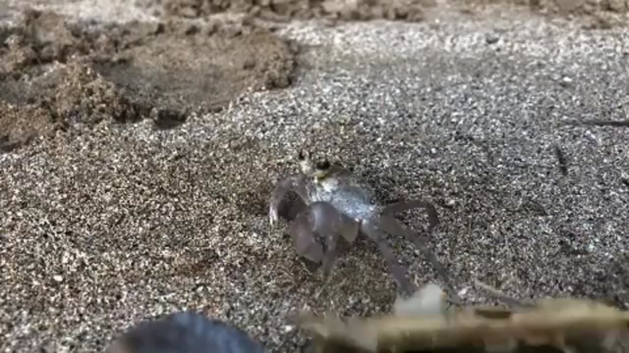Wildlife & Funs