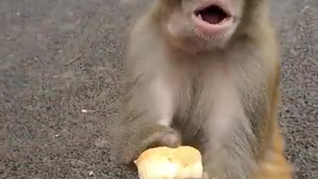 Monkey Cute and Fun