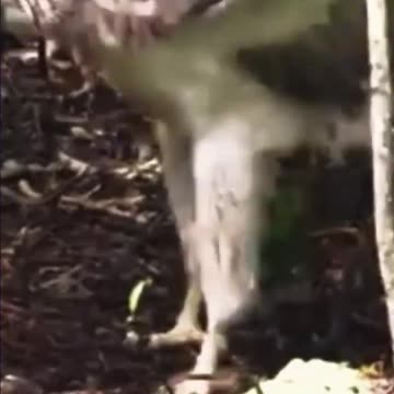 Philippine Eagle#One of the Largest Eagle in the World#shorts