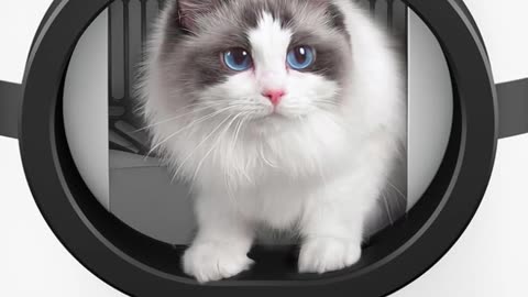 Self Cleaning Cat Litter Box