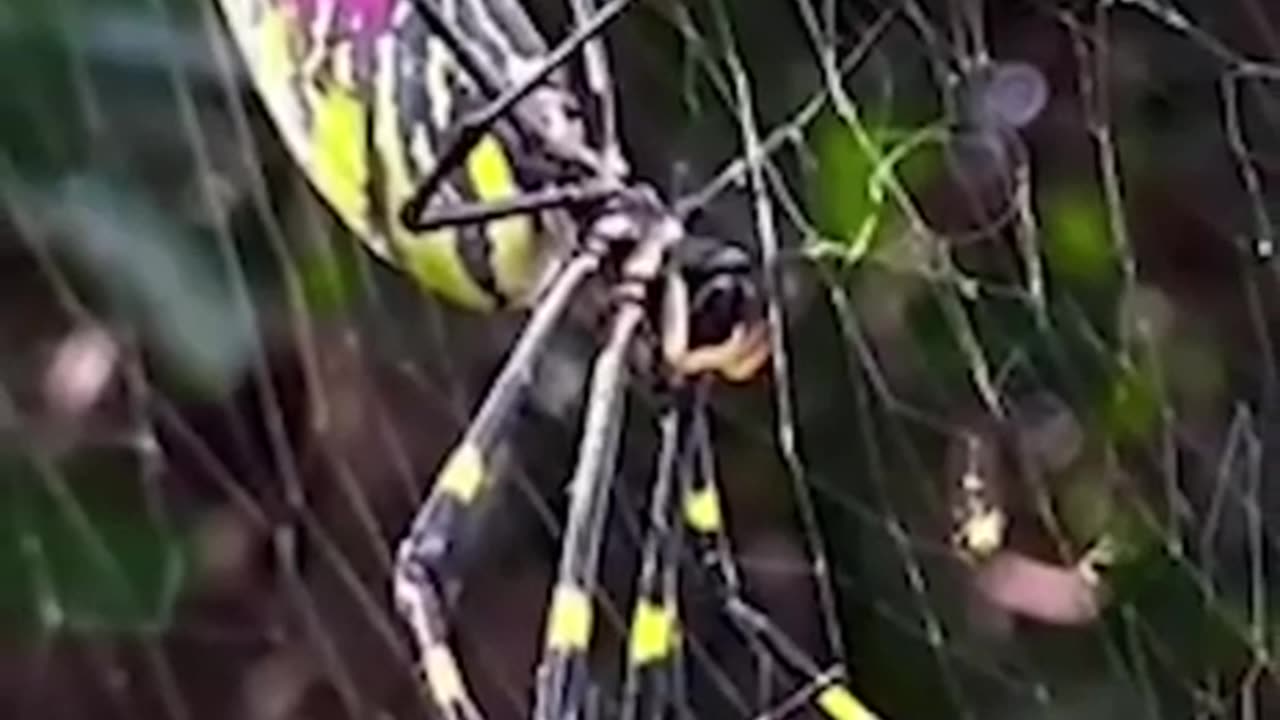 Flying Spiders