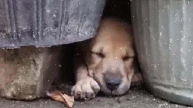 I found stray puppy sleeping under dirty pot rescued puppy
