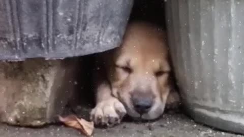 I found stray puppy sleeping under dirty pot rescued puppy