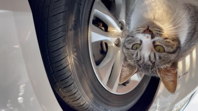 A cute cat looking backwards.