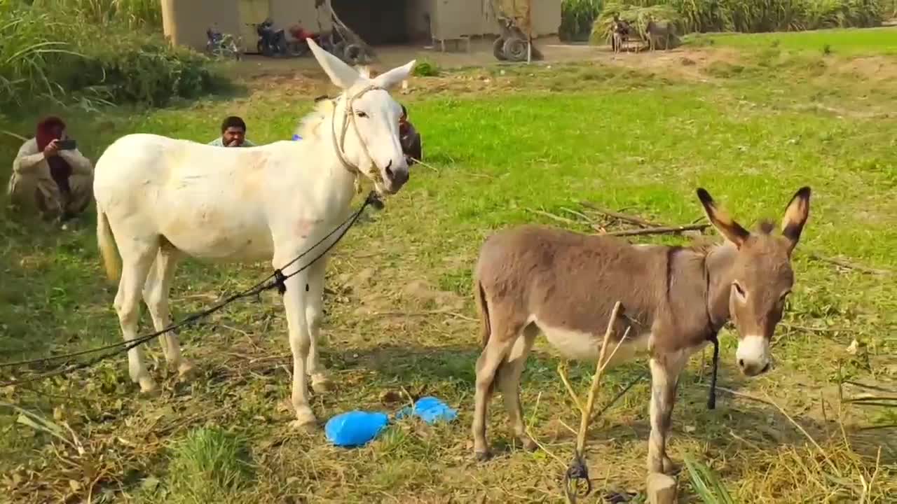 Animals plants गधा गर्भधारण